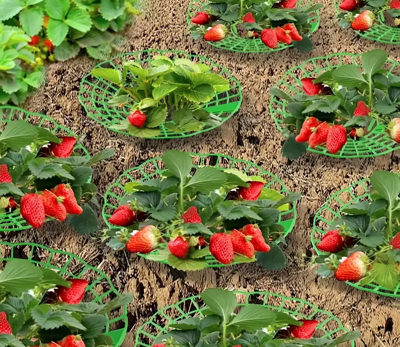 Set 5 Suporți Anti-Putrezire pentru Căpșuni și Flori