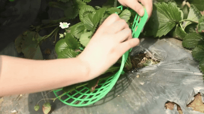 Set 5 Suporți Anti-Putrezire pentru Căpșuni și Flori