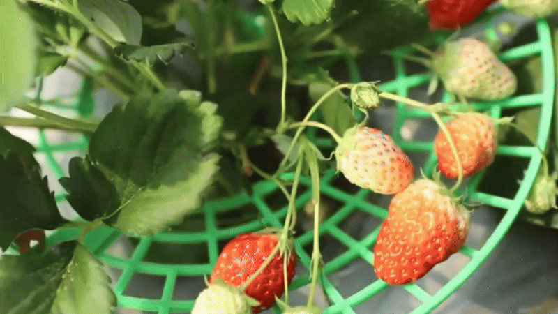 Set 5 Suporți Anti-Putrezire pentru Căpșuni și Flori